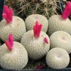 Epithelantha_neomexicana_1